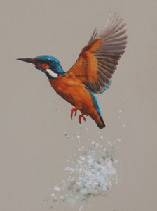 Kingfisher/ Images/Paintings/Art