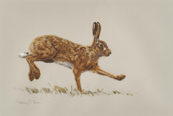 Brown Hare/ Images/Paintings/Art Hase/ Kunst/ Bild/ Gemälde