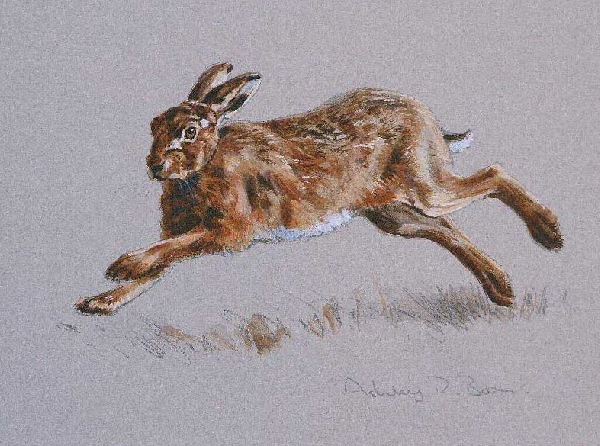 Brown Hare/ Images/Paintings/Art Hase/ Kunst/ Bild/ Gemälde