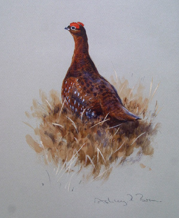 Ashley Boon Wildlife & Sporting Artist Wildlife Art/ Paintings/Images Bird Paintings/Art/Images Animal Paintings/Art/Images British Wildlife British Birds