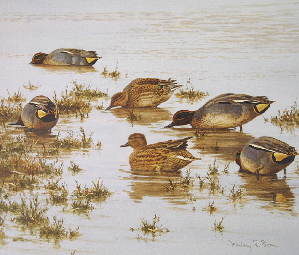 Ashley Boon Wildlife & Sporting Artist Wildlife Art/ Paintings/Images Bird Paintings/Art/Images Animal Paintings/Art/Images British Wildlife British Birds