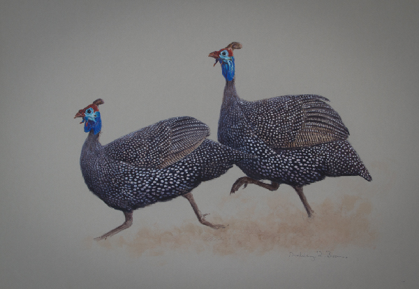 Helmeted Guinea Fowl/ Images/Paintings/Art
