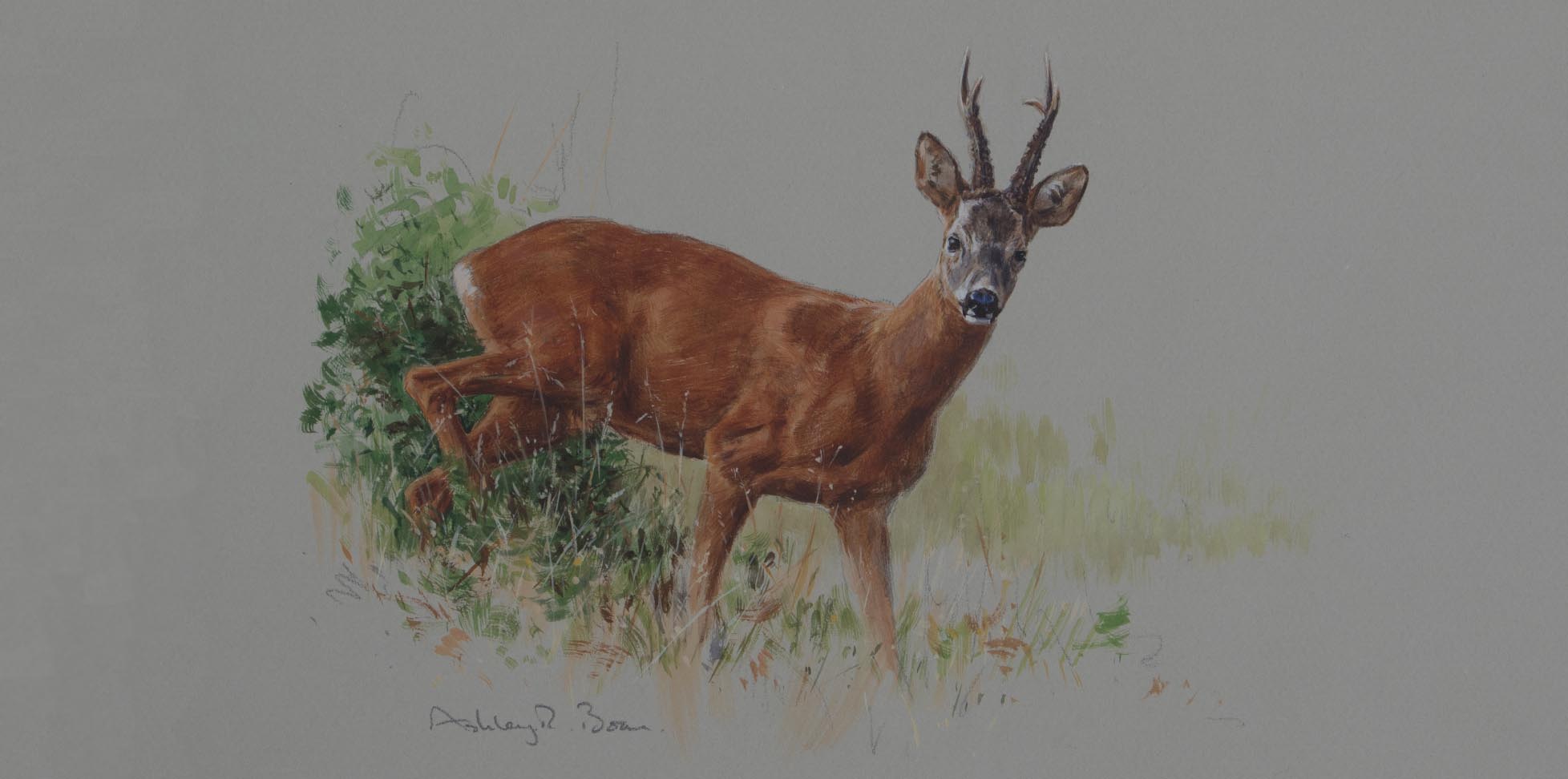 Roe Deer/ Buck/ Stalking/ Hunting/ Images/Paintings/Art Rehbock/ Jagd/ Kunst/ Bild/ Gemälde