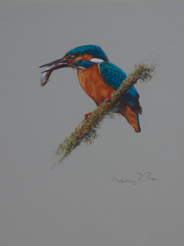 Kingfisher/ Images/Paintings/Art