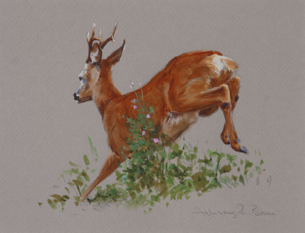 Roe Deer/ Buck/ Stalking/ Hunting/ Images/Paintings/Art Rehbock/ Jagd/ Kunst/ Bild/ Gemälde