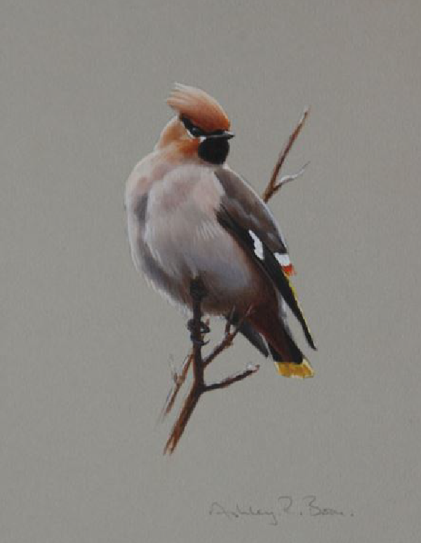 Ashley Boon Wildlife & Sporting Artist Wildlife Art/ Paintings/Images Bird Paintings/Art/Images Animal Paintings/Art/Images British Wildlife British Birds