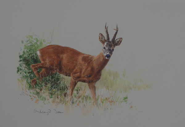 Roe Deer/ Buck/ Stalking/ Hunting/ Images/Paintings/Art Rehbock/ Jagd/ Kunst/ Bild/ Gemälde