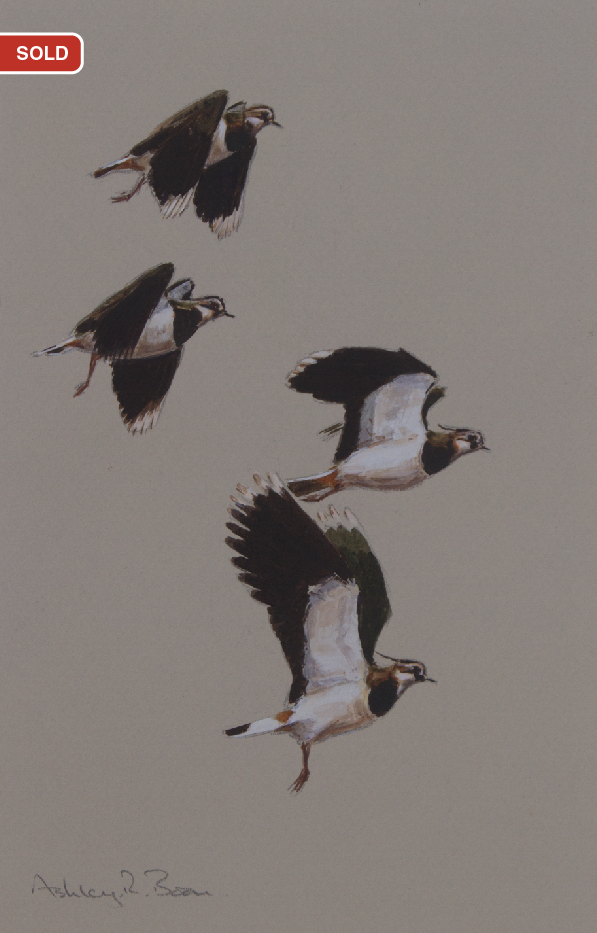 Ashley Boon Wildlife & Sporting Artist Wildlife Art/ Paintings/Images Bird Paintings/Art/Images Animal Paintings/Art/Images British Wildlife British Birds