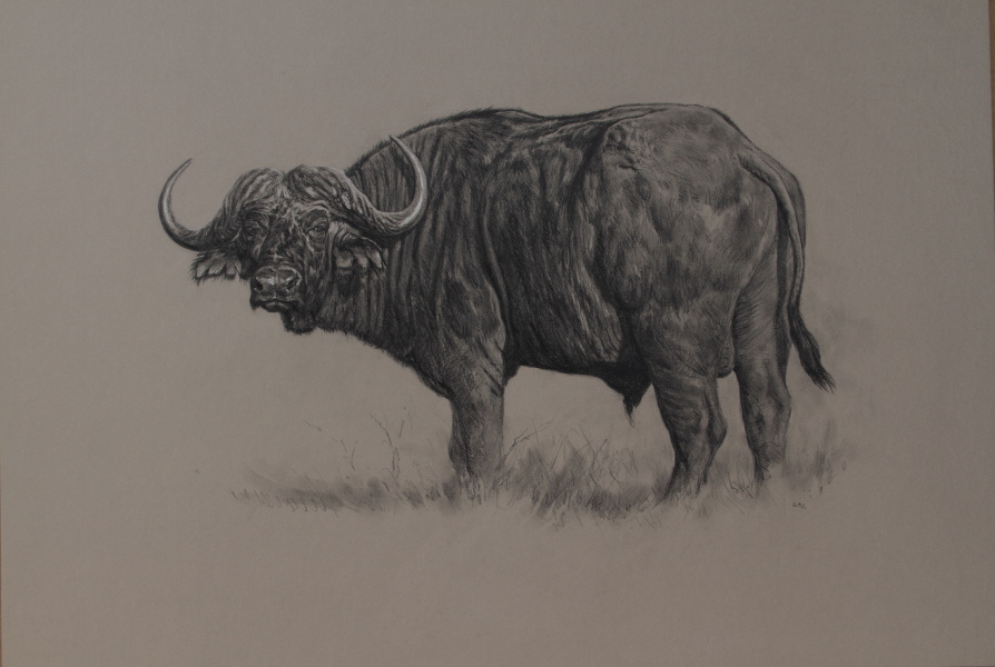 Cape Buffalo Paintings/Art/Images Kaffernbüffelbullen/ Kunst/ Bild/ Gemälde