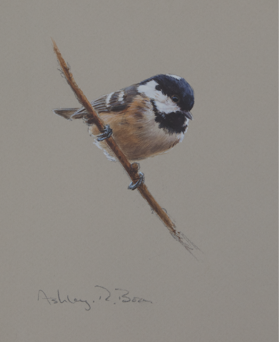 Ashley Boon Wildlife & Sporting Artist Wildlife Art/ Paintings/Images Bird Paintings/Art/Images Animal Paintings/Art/Images British Wildlife British Birds