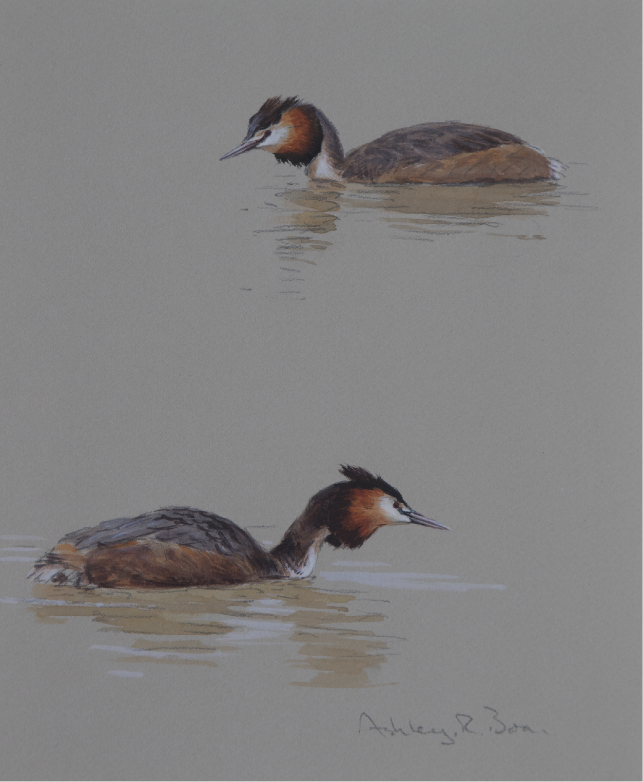 Great Crested Grebe Studies | Ashley Boon | Award Winning Wildlife Artist