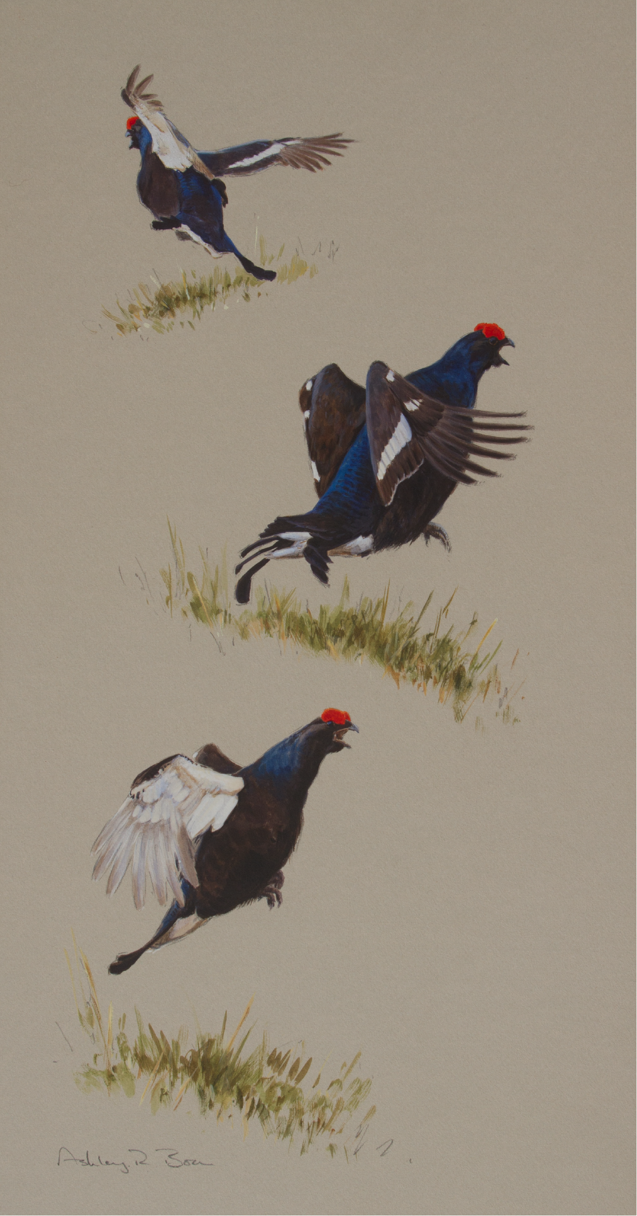 Lekking Blackgrouse | Ashley Boon | Wildlife Artist