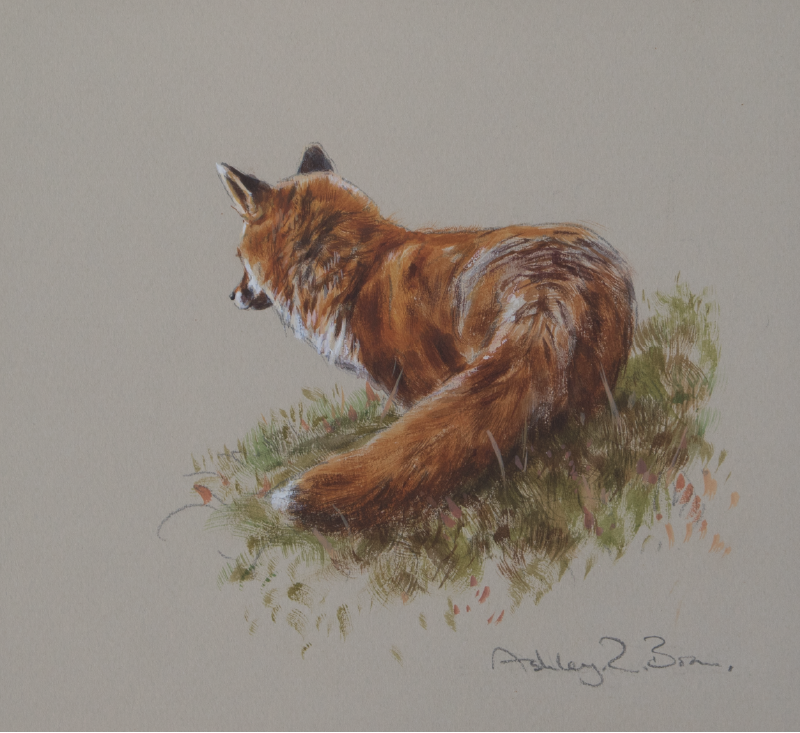 Moorland Fox Watercolour Painting | Ashley Boon | Wildlife Artist