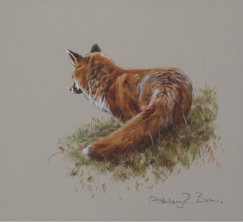 Moorand Fox Ashley Boon