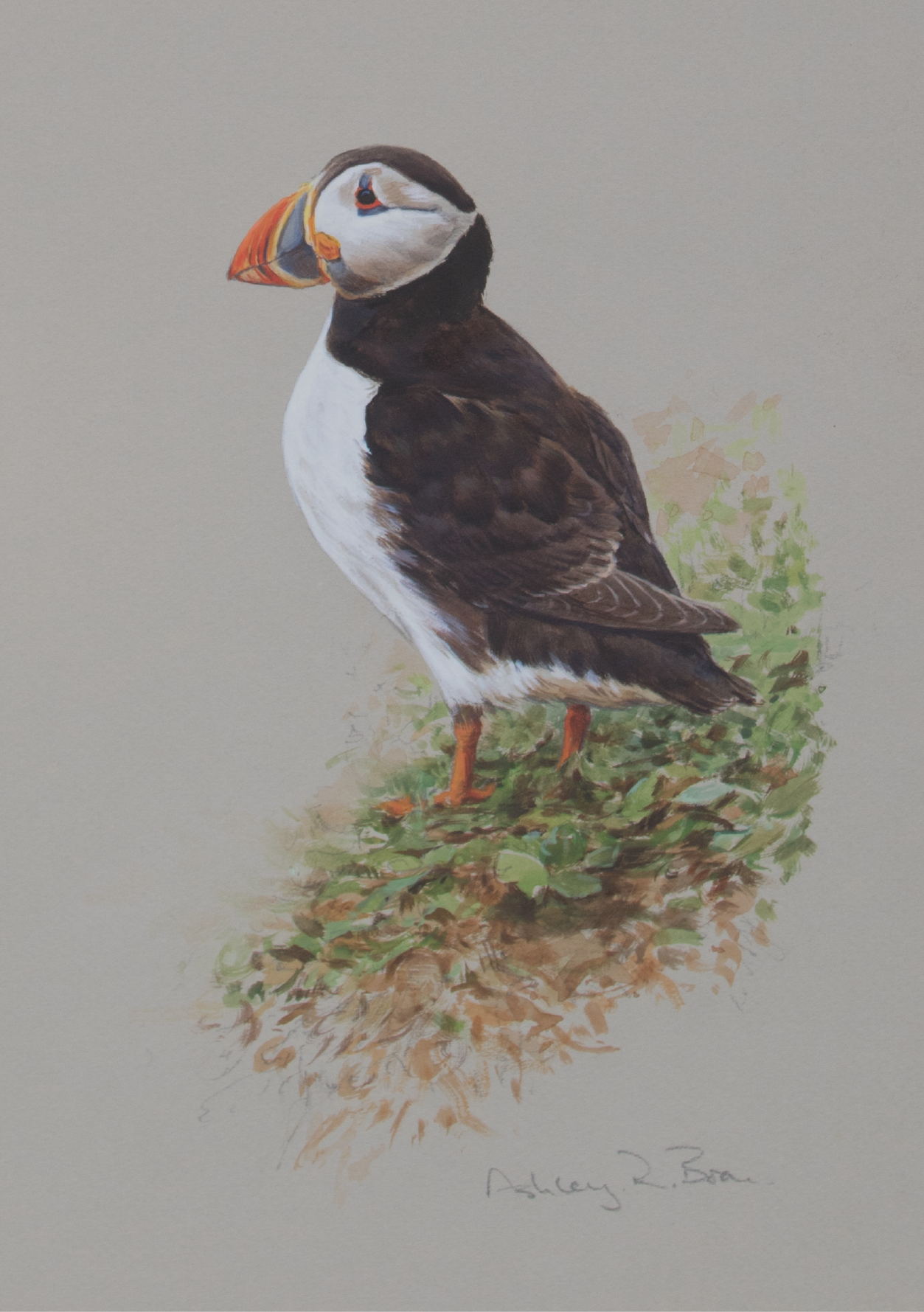 Puffin | Ashley Boon | Award Winning Wldlife Artist