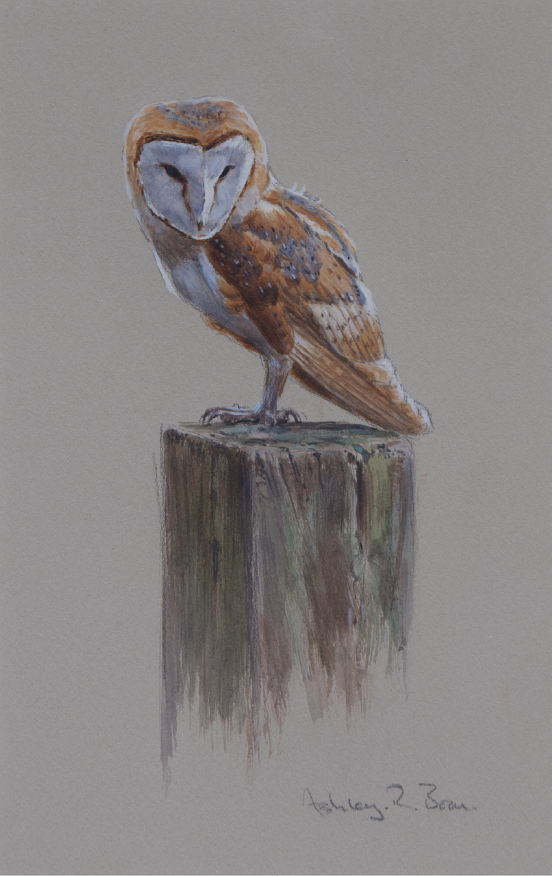 Barn Owl/ Images/Paintings/Art