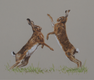 Boxing Hares Watercolour Painting | Ashley Boon | Wildlife Artist