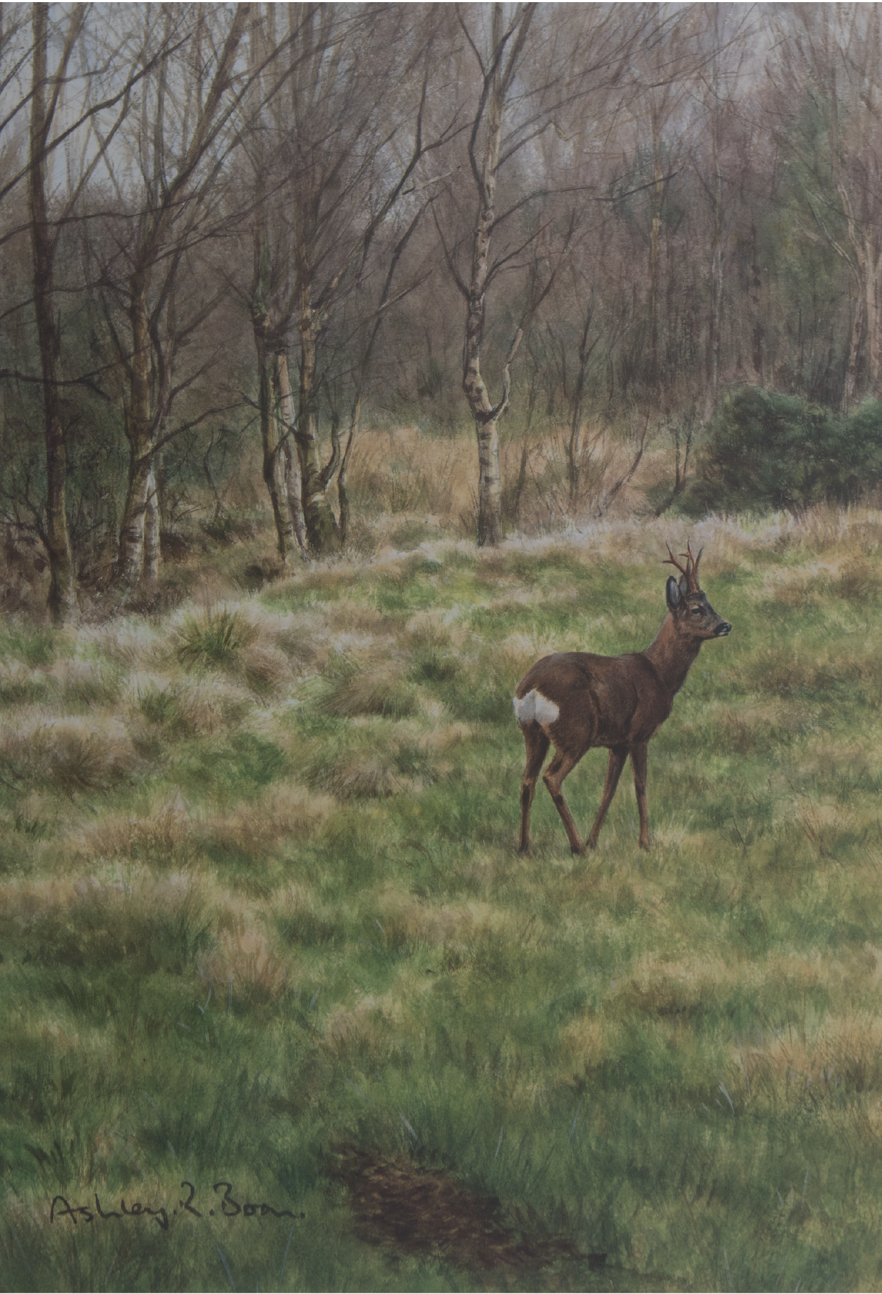 Ashley Boon Wildlife & Sporting Artist Wildlife Art/ Paintings/Images Bird Paintings/Art/Images Animal Paintings/Art/Images British Wildlife