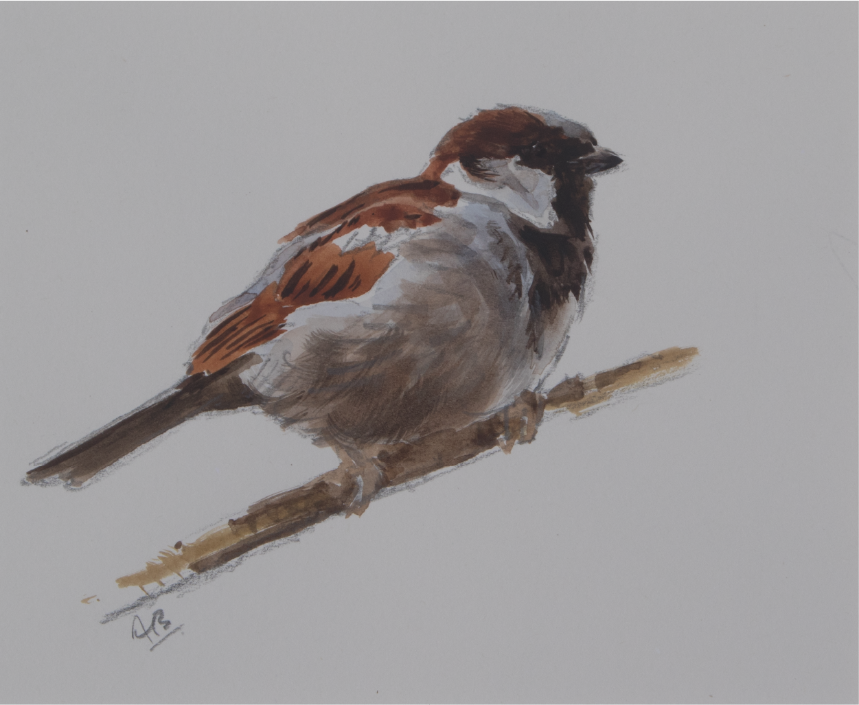 Cock House Sparrow Sketch | Ashley Boon | Wildlife Artist