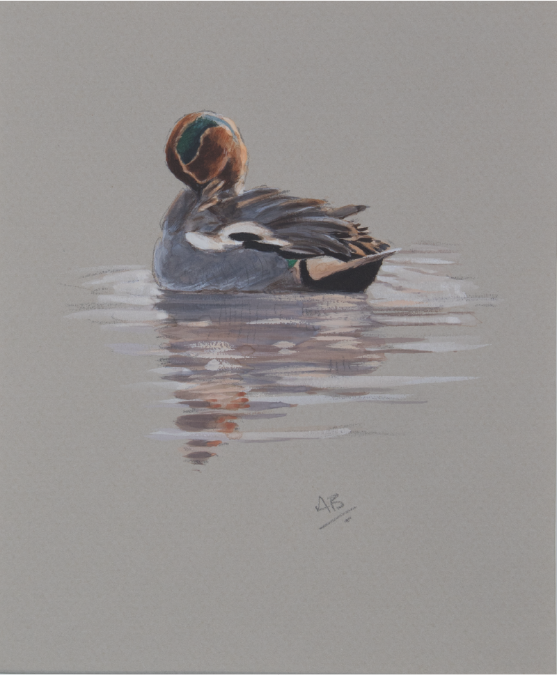 Ashley Boon Wildlife & Sporting Artist Wildlife Art/ Paintings/Images Bird Paintings/Art/Images Animal Paintings/Art/Images British Wildlife British Birds