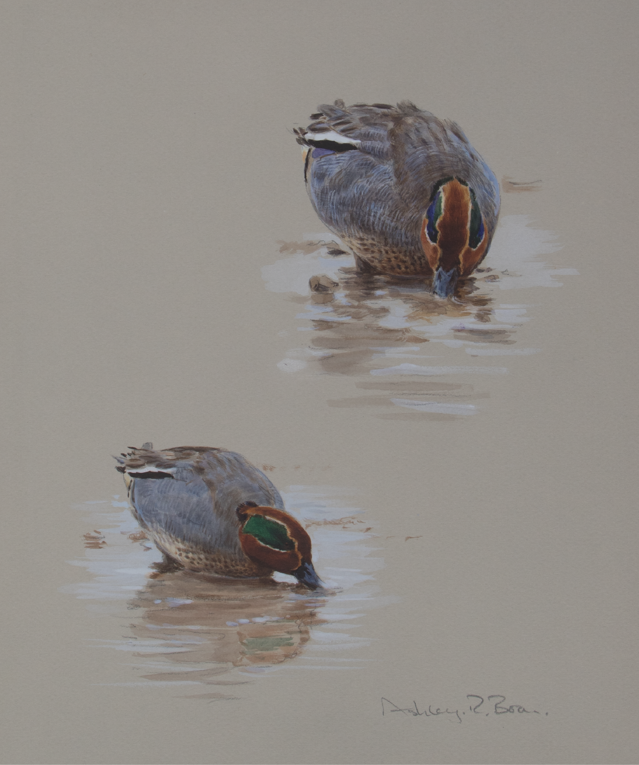 Cock Teals Feeding Watercolour | Ashley Boon | Wildlife Artist