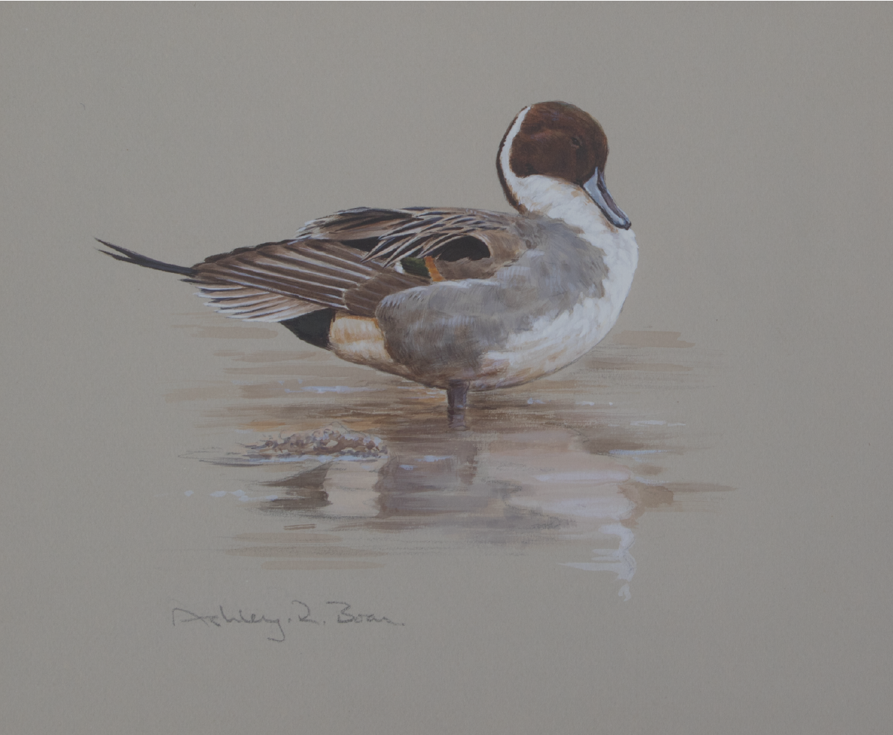 Drake Pintail, Preening Study | Ashely Boon | Wildlife artist