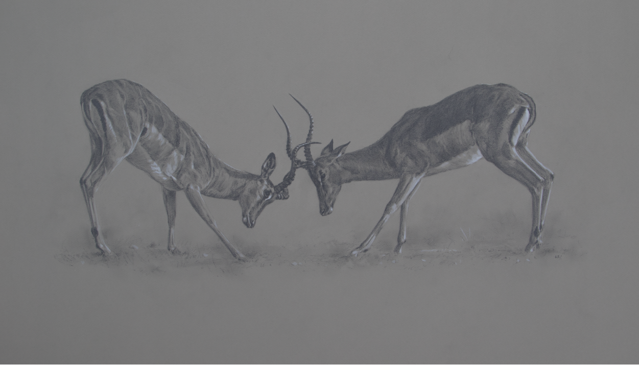 Impala Rams | Ashley Boon | Wildlife Artist