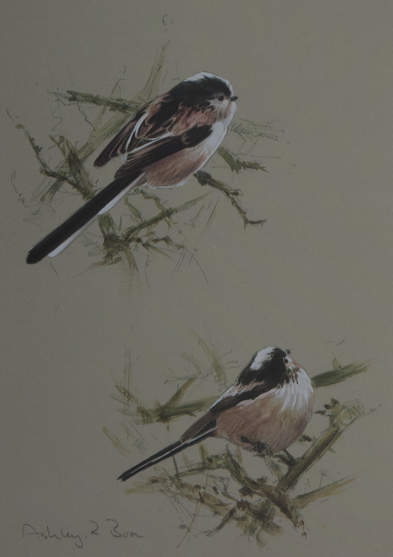 Long-tailed Tit/ Titmice/ British/Garden Birds/ Images/Paintings/Art
