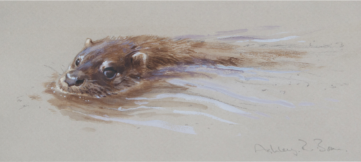 Otter/ Images/Paintings/Art