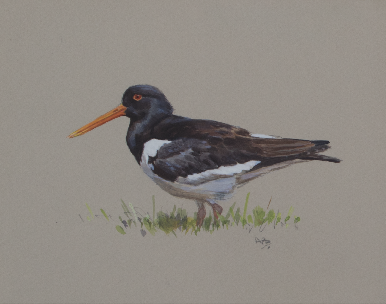 Oyster Catcher Ashley Boon