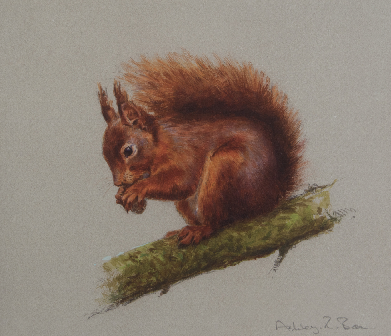 Red Squirrel/ Images/Paintings/Art