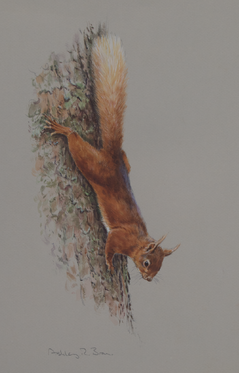 Red Squirrel/ Images/Paintings/Art