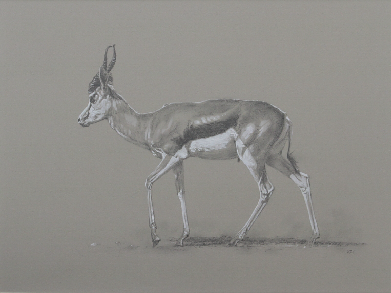 Springbok | Big Game | Ashley Boon | Wildlife Artist