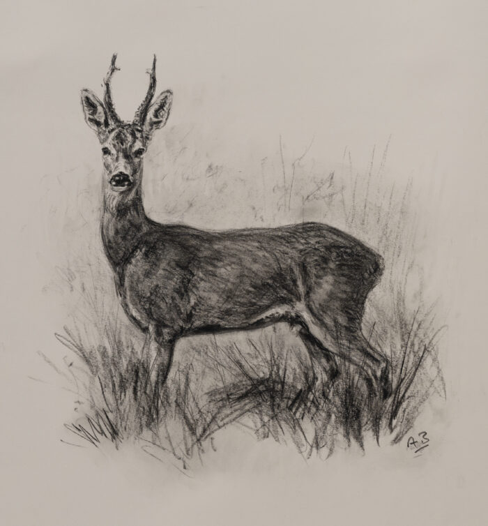 Alert, Roe Buck, original charcoal | 19 x 18.5 inches