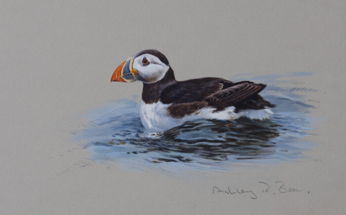 Atlantic Puffin, original watercolour, (6.75 x 10.25 inches)