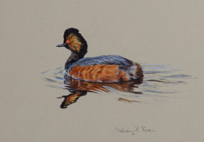 Black-necked Grebe, original watercolour, (6.75 x 10 inches)