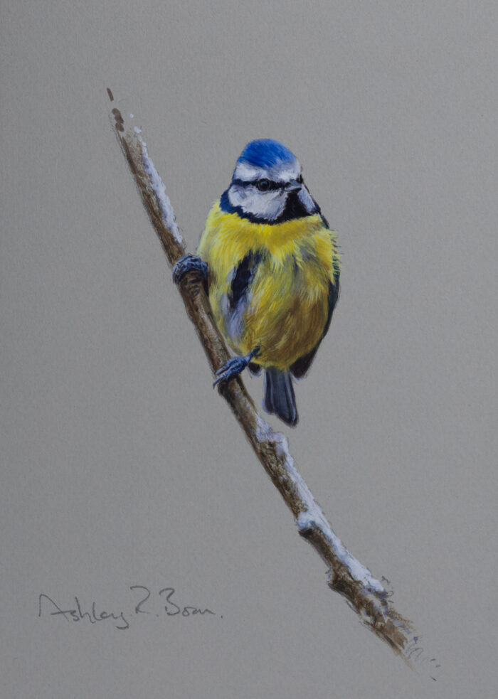 Blue Tit, original watercolour, (8 x 5.75 inches)