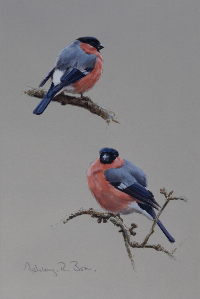 Bullfinch Studies, original watercolour, (10.5 x 7.75 inches)