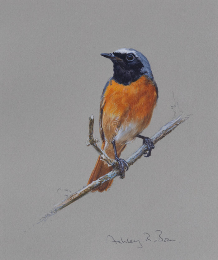 Cock Redstart, original watercolour, (7.75 x 6.5 inches)  (unframed).