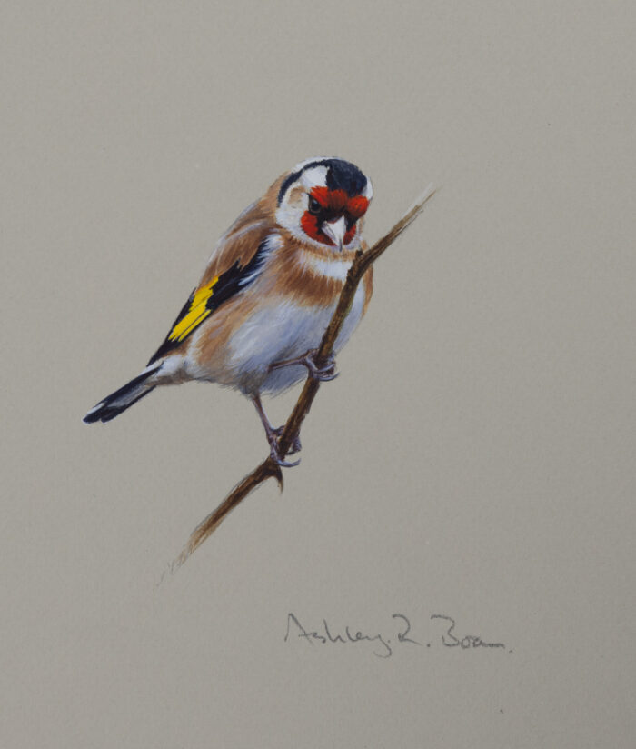 Goldfinch, original watercolour, (6.75 x 5.25 inches)