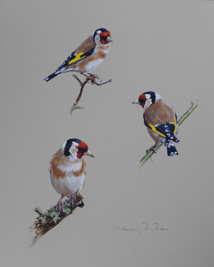 Goldfinches, original watercolour, (13.5 x 10.75 inches)