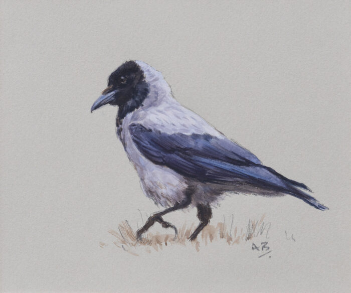 Hooded Crow, original watercolour (5.25 x 6.25 inches)