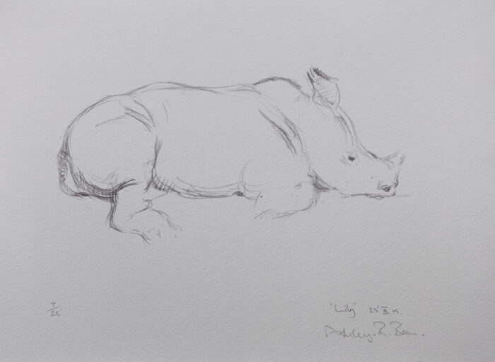 Lily, Baby White Rhino, limited edition of 25 copies only | 9.25 x 13 inches (unframed)