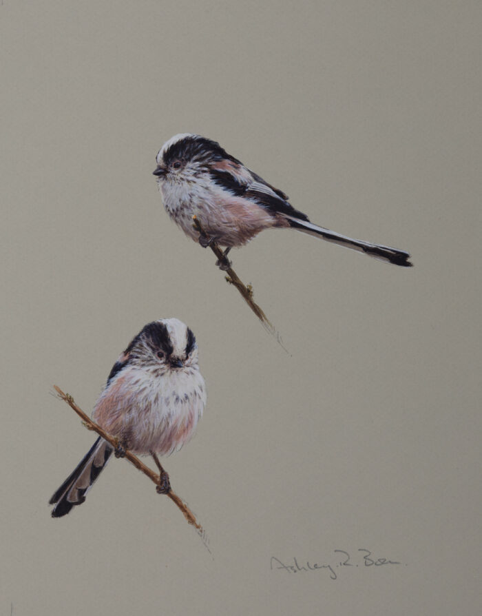 Long-tailed Tits, original watercolour, (10 x 8 inches)