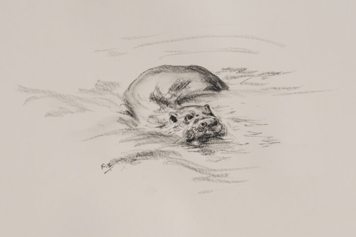 Otter, original charcoal (8.25 x 15.5 inches)