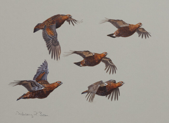 Red Grouse Flight Studies, limited edition of 100 copies only | 9.75 x 13.5 inches (unframed)