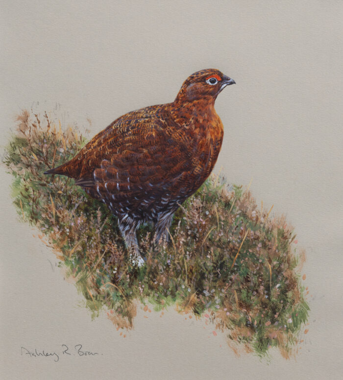 Red Grouse Portrait, Limited edition of 75 copies only | 13 x 11.5 inches (unframed)
