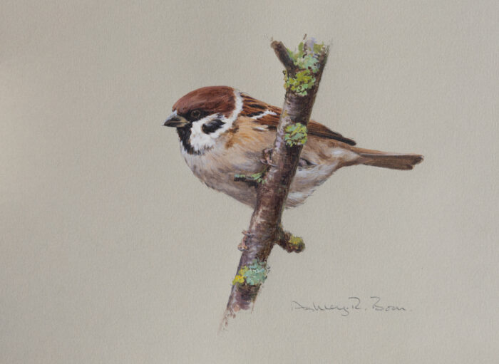 Tree Sparrow, original watercolour, (9 x 6.5 inches)