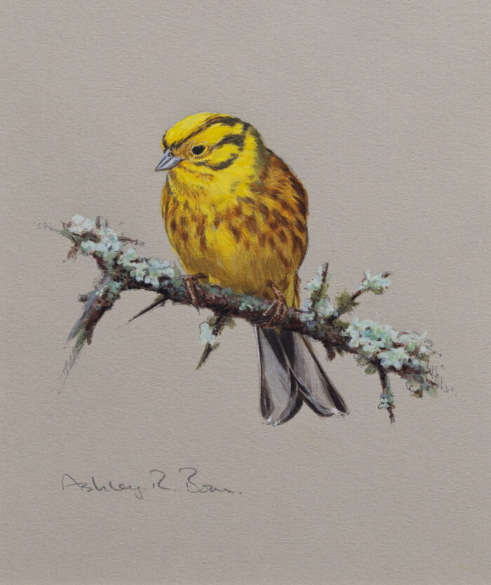 Yellowhammer, limited edition of 100 copies only | 8 x 6.75 inches ( unframed )