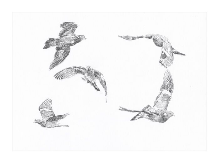 Incoming Pigeons, limited edition of 50 copies only | 9 x 12.5 inches (unframed)